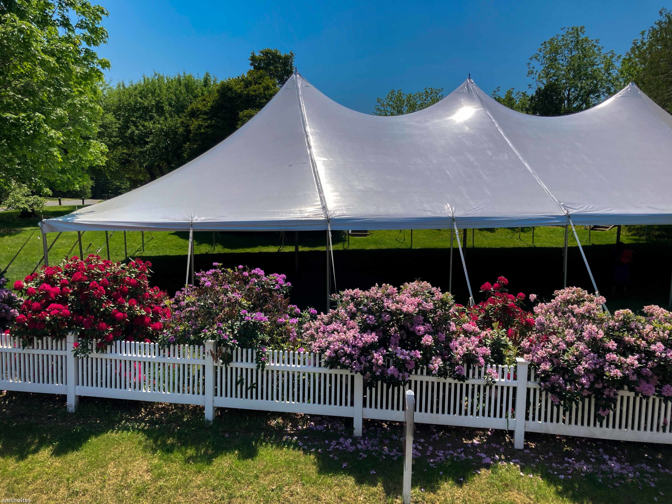 Wedding Season in full Swing wedding tent surrounded by rhododendrons